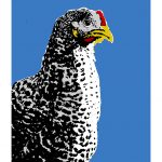 PopArt-Huhn